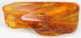 Detailed Fossil Fly In Baltic Amber - Eye Facets Visible! #38884-2